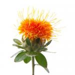 Safflower extract 